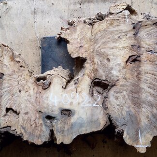 Buckeye burl slab, approx. 1070 x 510 x 52mm, 8,9kg