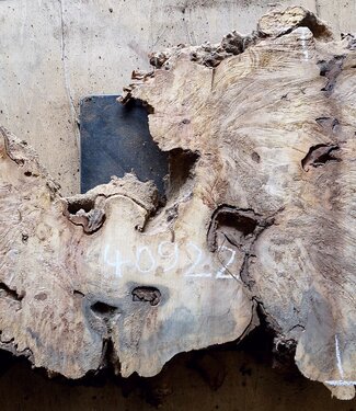 Buckeye burl slab, approx. 1070 x 510 x 52mm, 8,9kg