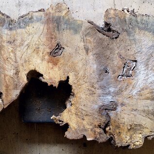 Buckeye burl slab, approx. 1070 x 510 x 52mm, 8,9kg