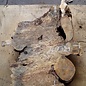 Buckeye burl slab, approx. 650 x 610 x 55mm, 5,9kg