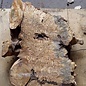 Buckeye burl slab, approx. 650 x 610 x 55mm, 5,9kg