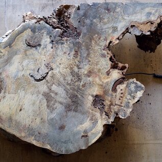 Buckeye burl slab, approx. 550 x 530 (550) x 50mm, 5,6kg