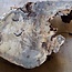 Buckeye burl slab, approx. 550 x 530 (550) x 50mm, 5,6kg