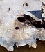 Buckeye burl slab, approx. 1130 x 480 x 52mm, 8,1kg