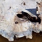 Buckeye burl slab, approx. 1130 x 480 x 52mm, 8,1kg