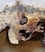 Buckeye burl slab, approx. 1130 x 480 x 52mm, 8,1kg