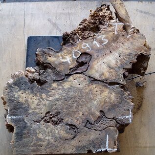 Buckeye burl slab, approx.  470 x 440 x 52mm, 4,4kg