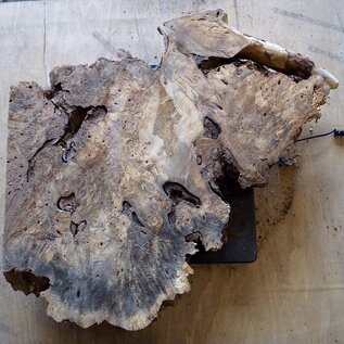 Buckeye burl slab, approx.  470 x 440 x 52mm, 4,4kg