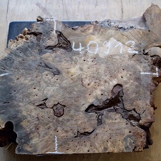 Buckeye burl slab, approx. 490 x 390 x 52mm, 3,9kg