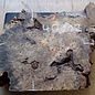 Buckeye burl slab, approx. 490 x 390 x 52mm, 3,9kg