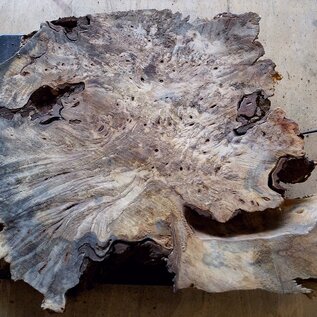 Buckeye burl slab, approx. 490 x 390 x 52mm, 3,9kg