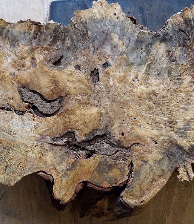 Buckeye burl slab, approx. 780 x 470 x 52mm, 5,1kg