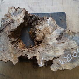 Buckeye burl slab, approx. 750 x 350 x 52mm, 4,0kg