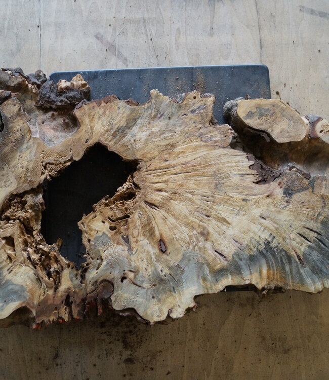 Buckeye burl slab, approx. 750 x 350 x 52mm, 4,0kg