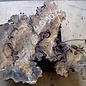 Buckeye burl slab, approx. 580 x 470 x 52mm, 4,4kg