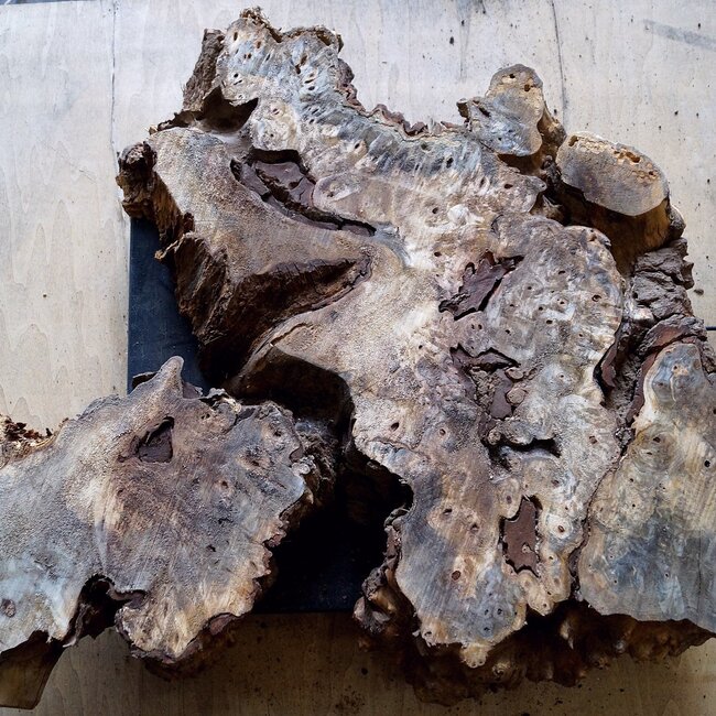 Buckeye burl slab, approx. 580 x 470 x 52mm, 4,4kg