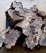 Buckeye burl slab, approx. 580 x 470 x 52mm, 4,4kg