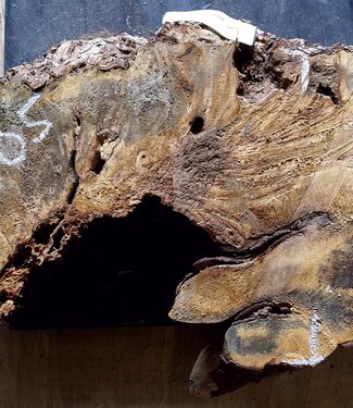 Buckeye burl slab, approx. 600 x 300 x 55mm, 3,4kg