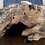 Buckeye burl slab, approx. 600 x 300 x 55mm, 3,4kg