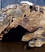 Buckeye burl slab, approx. 600 x 300 x 55mm, 3,4kg