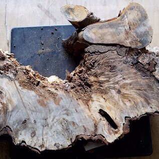 Buckeye burl slab, approx. 600 x 300 x 55mm, 3,4kg