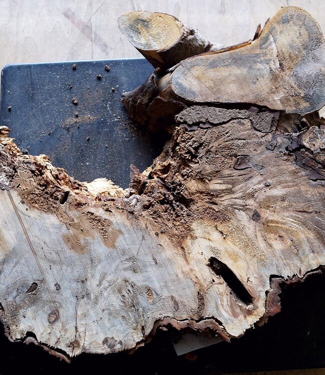 Buckeye Maser, ca. 600 x 300 x 55mm, 3,4kg