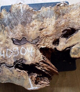 Buckeye burl slab, approx. 790 x 430 x 55mm, 5,4kg