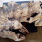 Buckeye burl slab, approx. 790 x 430 x 55mm, 5,4kg