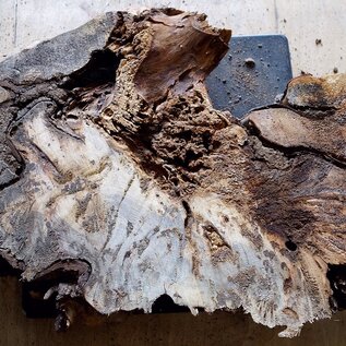 Buckeye burl slab, approx. 790 x 430 x 55mm, 5,4kg