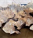Buckeye burl slab, approx. 1200 x 470 x 52mm, 8,6kg