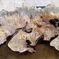 Buckeye burl slab, approx. 1200 x 470 x 52mm, 8,6kg