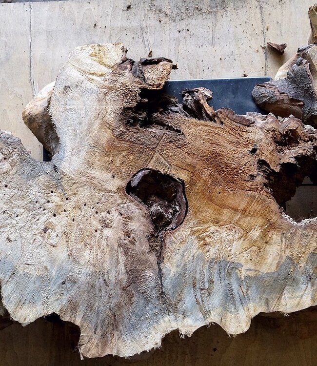 Buckeye burl slab, approx. 1200 x 470 x 52mm, 8,6kg