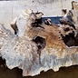 Buckeye burl slab, approx. 1200 x 470 x 52mm, 8,6kg