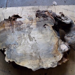 Buckeye burl slab, approx. 760 x 520 x 45mm, 6,2kg