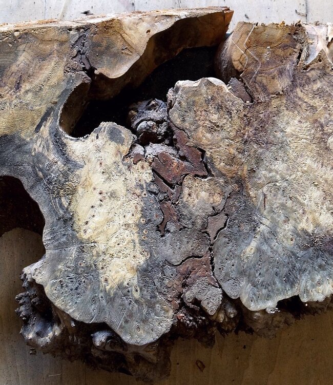 Buckeye burl slab, approx. 660 x 520 x 55mm, 5,6kg