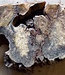 Buckeye burl slab, approx. 660 x 520 x 55mm, 5,6kg