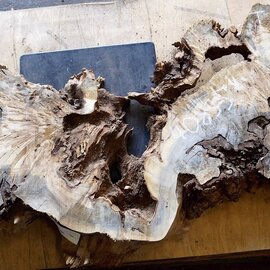 Buckeye burl slab, approx. 1500 x 530 x 52mm, 13,0kg