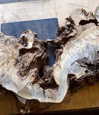 Buckeye burl slab, approx. 1500 x 530 x 52mm, 13,0kg