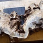 Buckeye burl slab, approx. 1500 x 530 x 52mm, 13,0kg