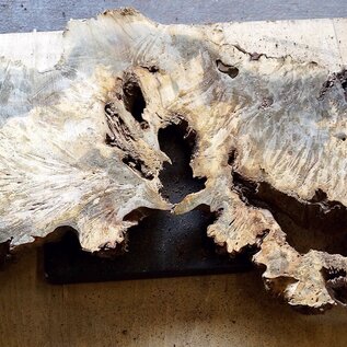 Buckeye burl slab, approx. 1500 x 530 x 52mm, 13,0kg