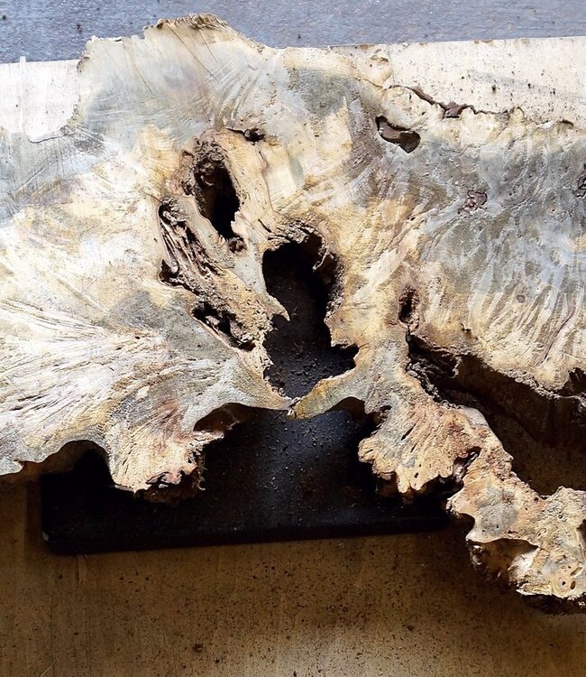 Buckeye Maser, ca. 1500 x 530 x 52mm, 13,0kg