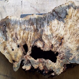 Buckeye burl slab, approx. 1010 x 520 x 52mm, 7,7kg