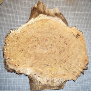 Oak Burl, approx. 530 x 480 x 32mm, 31327