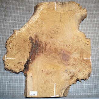 Eiche Maser, ca. 550 x 480 x 32mm, 31328