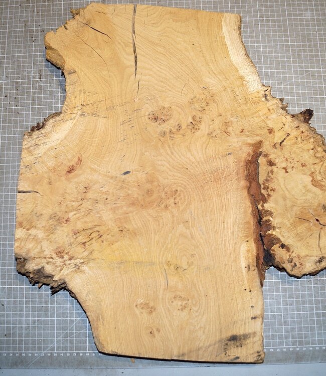 Oak Burl, approx. 550 x 480 x 32mm, 31328
