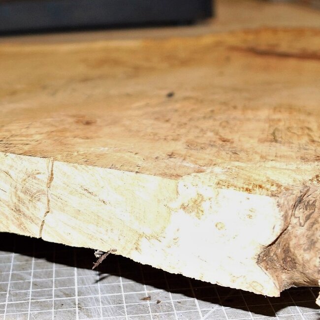 Eiche Maser, ca. 550 x 480 x 32mm, 31328