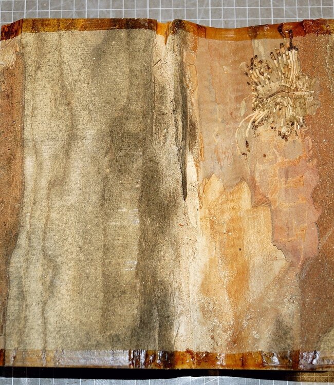 Ash fiddleback, approx. 240 x 240 x 65mm, 2,3kg,