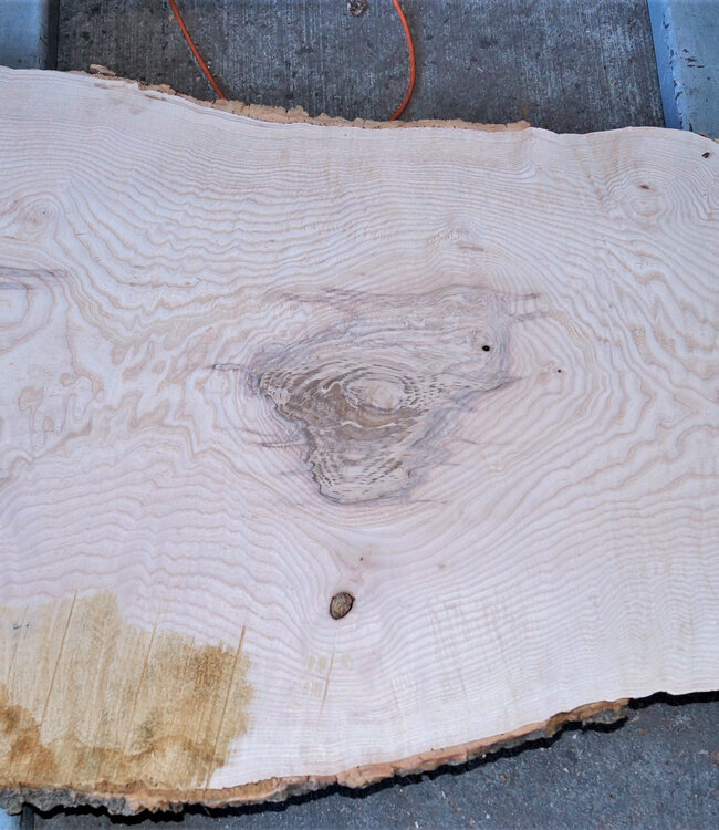 Ash fiddleback, approx.  1340 x 660 (540/270) x 50 mm, 13153