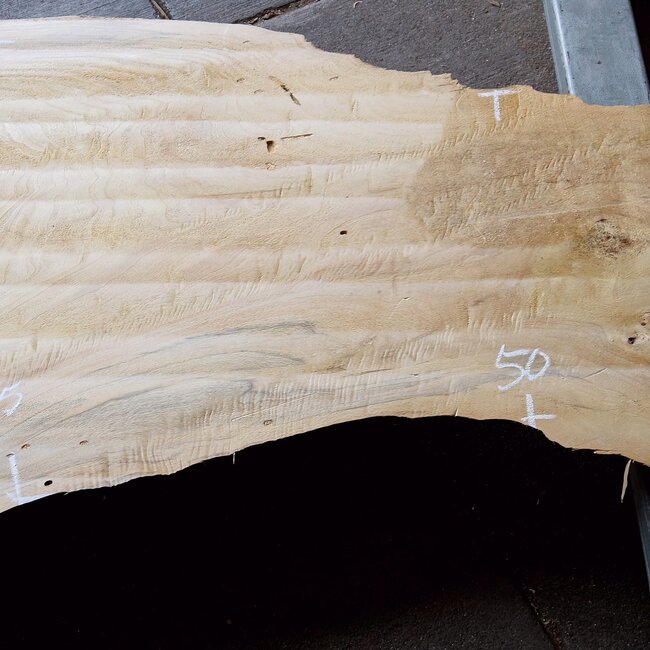 Poplar burl, Mappa slab, approx. 2600 x 750/500/770/800 x 65mm, 13189