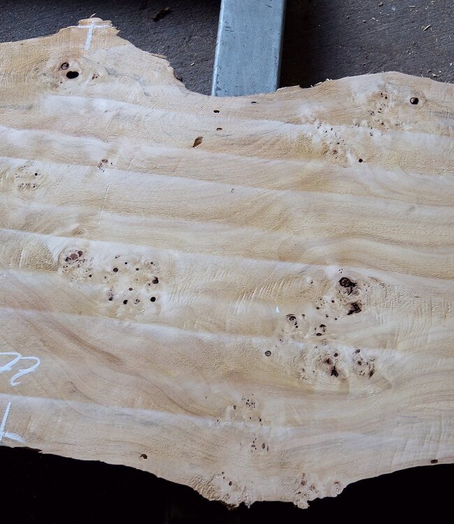 Poplar burl, Mappa slab, approx. 2600 x 750/500/770/800 x 65mm, 13189